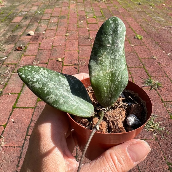 Hoya Sigillatis AH 001 sp. Borneo - Picture 10 of 11
